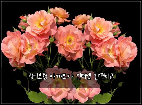 ์ ๊ธฐ๋ณดํ ์๊ปด๋ณด์ ์ธํฐ๋ท ๊ฐํธ๋น๊ต