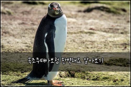 λͺ©μ‘°μ£Όνμ보ν μλ²½ν΄μ μμ보기