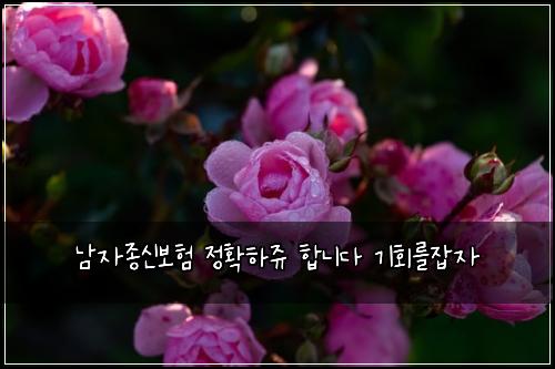 남자종신보험 정확하쥬  합니다 기회를잡자