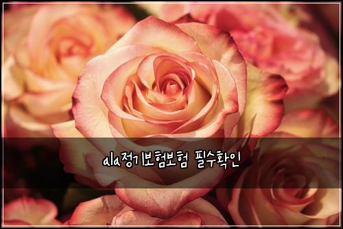 ala정기보험보험 필수확인