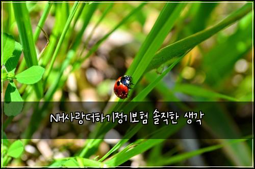 NH사랑더하기정기보험 솔직한 생각