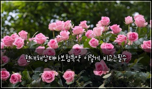 현대해상태아보험특약 이렇게 비교는필수