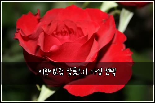μ΄λ¦°μ΄λ³΄ν μν보기 κ°μ
μ ν