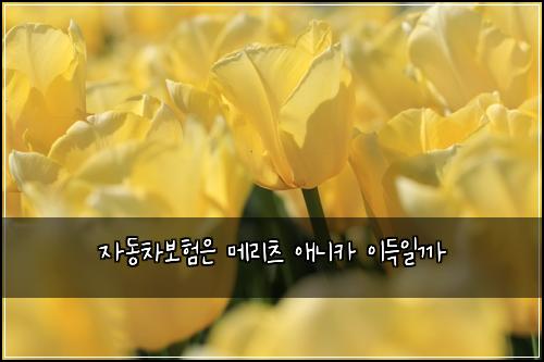 자동차보험은 메리츠 애니카 이득일까