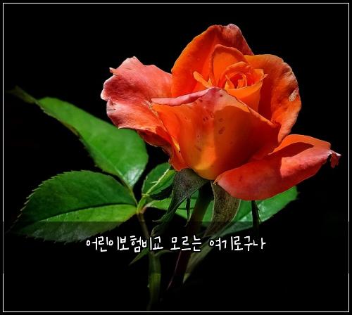 ์ด๋ฆฐ์ด๋ณดํ๋น๊ต ๋ชจ๋ฅด๋ ์ฌ๊ธฐ๋ก๊ตฌ๋