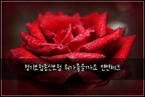 ์ ๊ธฐ๋ณดํ์ข
์ ๋ณดํ ๋ญ๊ฐ์ข์๊น์ ๋ฉด๋ฉด์ฒดํฌ