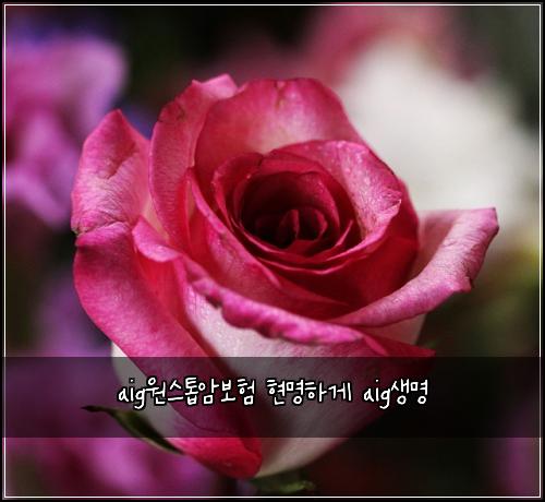aig์์คํฑ์๋ณดํ ํ๋ช
ํ๊ฒ aig์๋ช