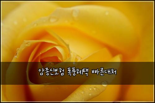 ์์ข
์ ๋ณดํ ํญํํํ ๋น ๋ฅธ๋์ฒ