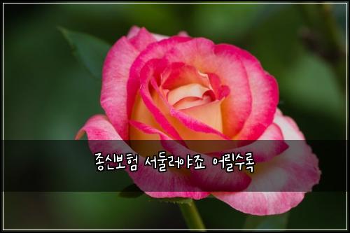 종신보험 서둘러야죠  어릴수록