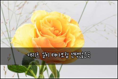매리츠 실비 태아보험 선택많은곳 