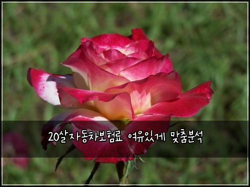 20살자동차보험료 여유있게 맞춤분석