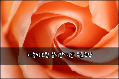 자동차보험 실시간계산  무료특약