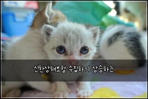 신한상해보험 수집하기  상승하는