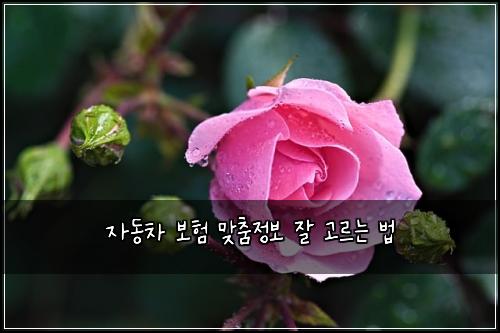 자동차 보험 맞춤정보  잘 고르는 법