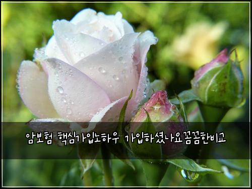 암보험 핵심가입노하우  가입하셨나요꼼꼼한비교
