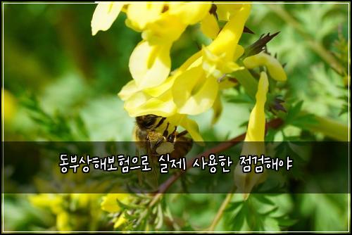동부상해보험으로 실제 사용한 점검해야
