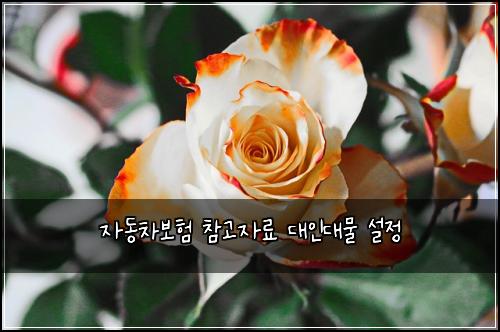 자동차보험 참고자료  대인대물 설정