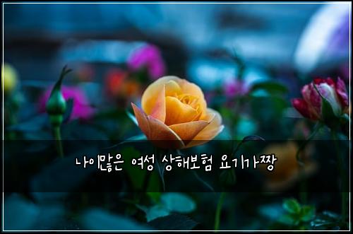 나이많은 여성 상해보험 요기가짱 