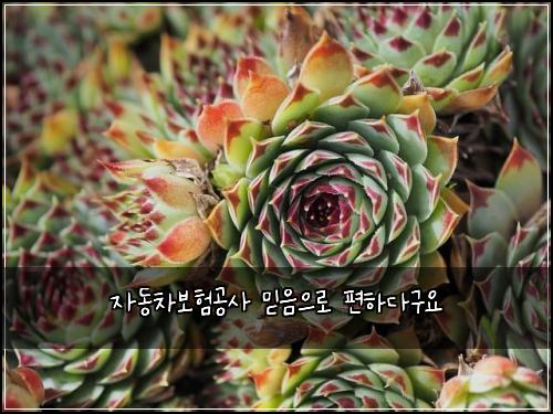 자동차보험공사 믿음으로 편하다구요