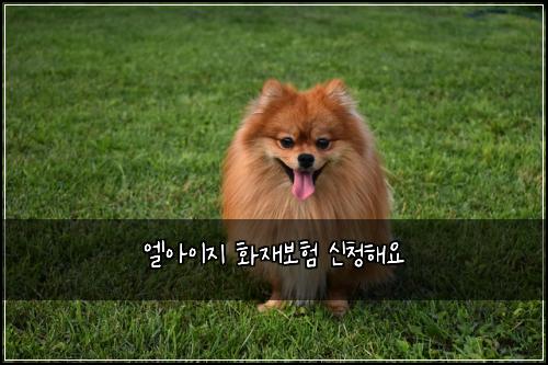 엘아이지 화재보험 신청해요 