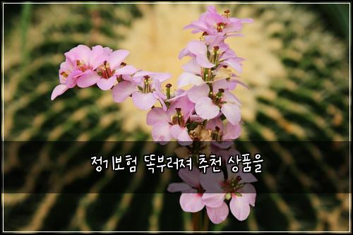 정기보험 똑부러져  추천 상품을