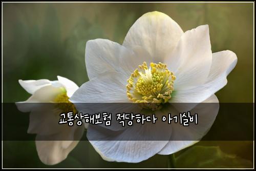 교통상해보험 적당하다  아기실비