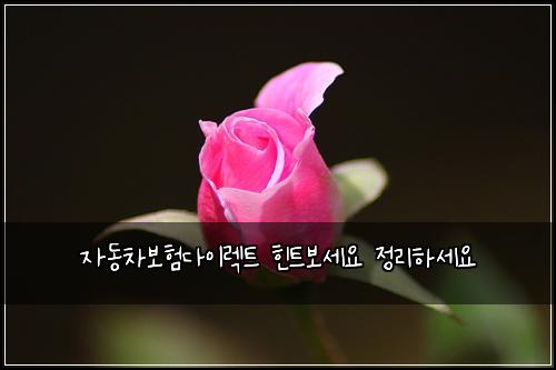 자동차보험다이렉트 힌트보세요 정리하세요