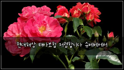 ํ๋ํด์ ํ์๋ณดํ ์ ๋ ดํฉ๋๋ค ์๋ฒ ๋ฒ ์์
