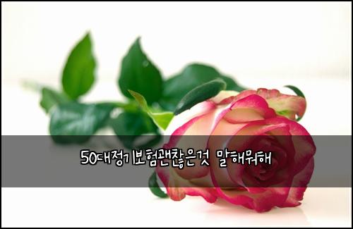 50대정기보험괜찮은것 말해뭐해
