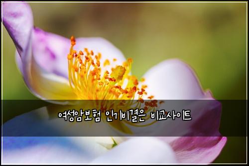 ์ฌ์ฑ์๋ณดํ ์ธ๊ธฐ๋น๊ฒฐ์ ๋น๊ต์ฌ์ดํธ