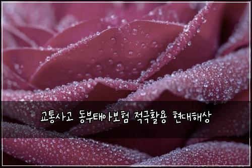 교통사고 동부태아보험 적극활용  현대해상