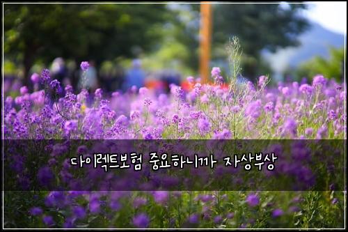 다이렉트보험 중요하니까  자상부상