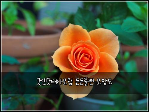 ๊ตฟ์ค๊ตฟํ์๋ณดํ ๋ ๋ ํ๋ ๋ณด์ฅ๋