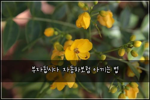 부자됩시다 자동차보험 아끼는 법
