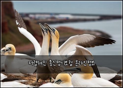 저렴해진 종신정기보험 온라인정보 