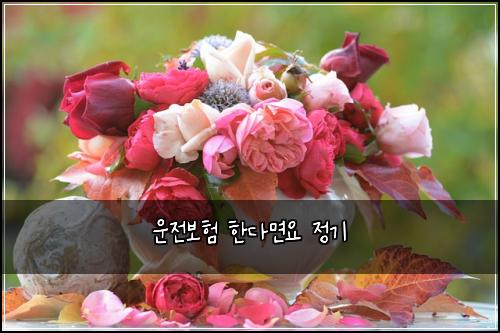 운전보험 한다면요  정기