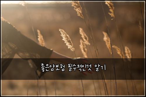 좋은암보험 필수적인것  알기