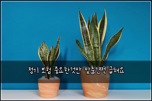 정기 보험 중요한것만  맞춤견적 급해요