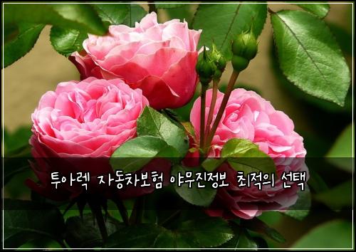 투아렉 자동차보험 야무진정보  최적의 선택
