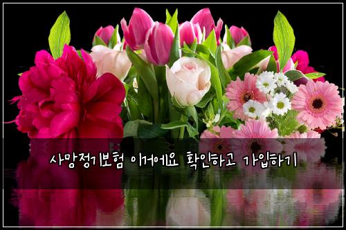 사망정기보험 이거에요  확인하고 가입하기
