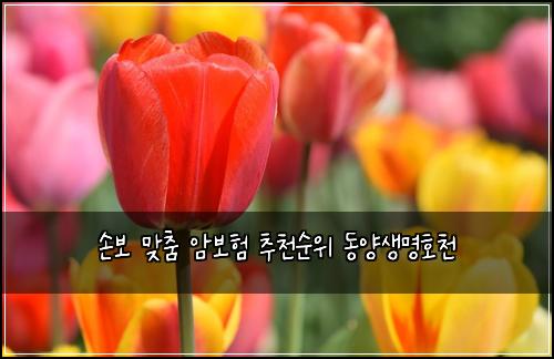 손보 맞춤 암보험 추천순위  동양생명호천