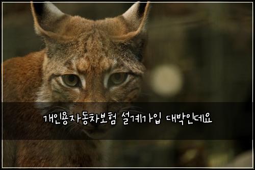 개인용자동차보험 설계가입  대박인데요