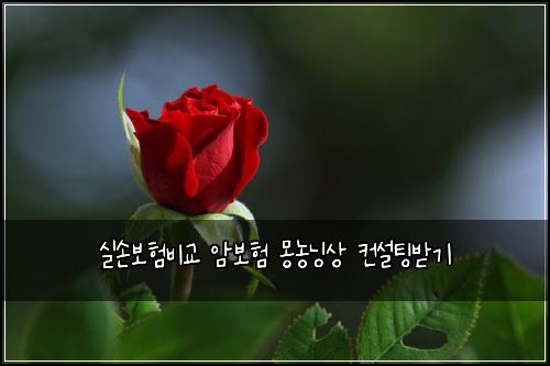 μ€μ보νλΉκ΅ μ보ν λͺ½λλμ 컨μ€ν
λ°κΈ°