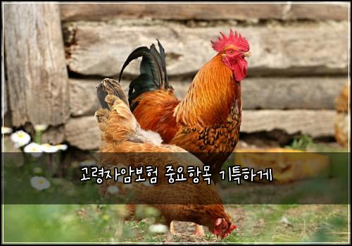 ๊ณ ๋ น์์๋ณดํ ์ค์ํญ๋ชฉ ๊ธฐํนํ๊ฒ