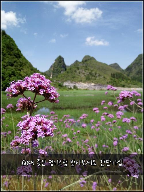 60대 종신 정기보험 받아보세요  간단가입