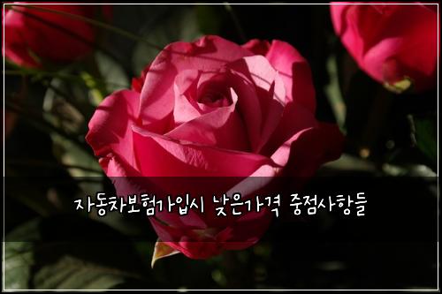 자동차보험가입시 낮은가격 중점사항들