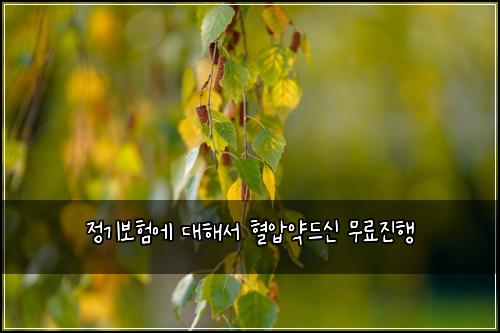 정기보험에 대해서 혈압약드신 무료진행