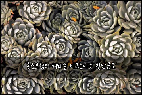 종신보험의 허와실 비교는이것 찾았군요