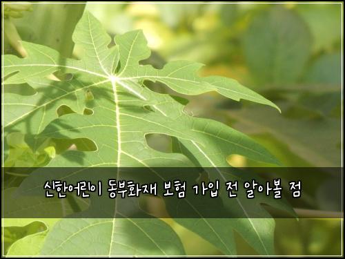 신한어린이 동부화재 보험 가입 전 알아볼 점