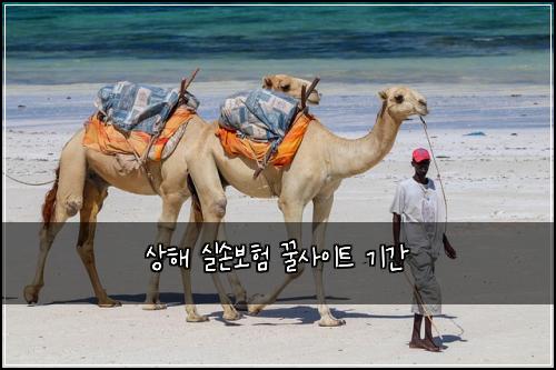 상해 실손보험 꿀사이트  기간